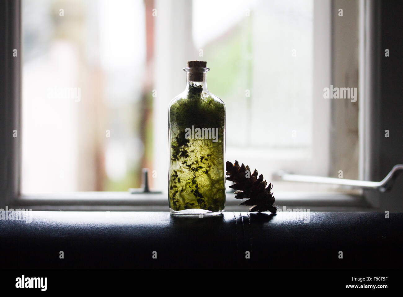 Terrarium in a bottle. Stock Photo