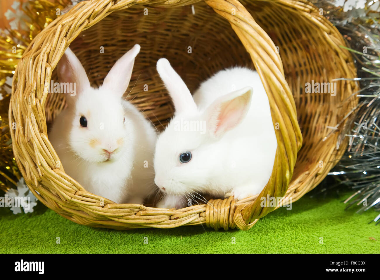 Two white rabbits in basket against spangle Stock Photo