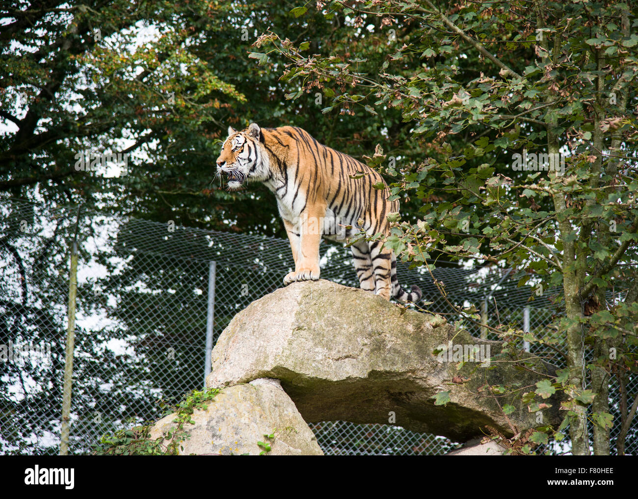 A tiger stands on a rock at dartmoor zoo Stock Photo Alamy