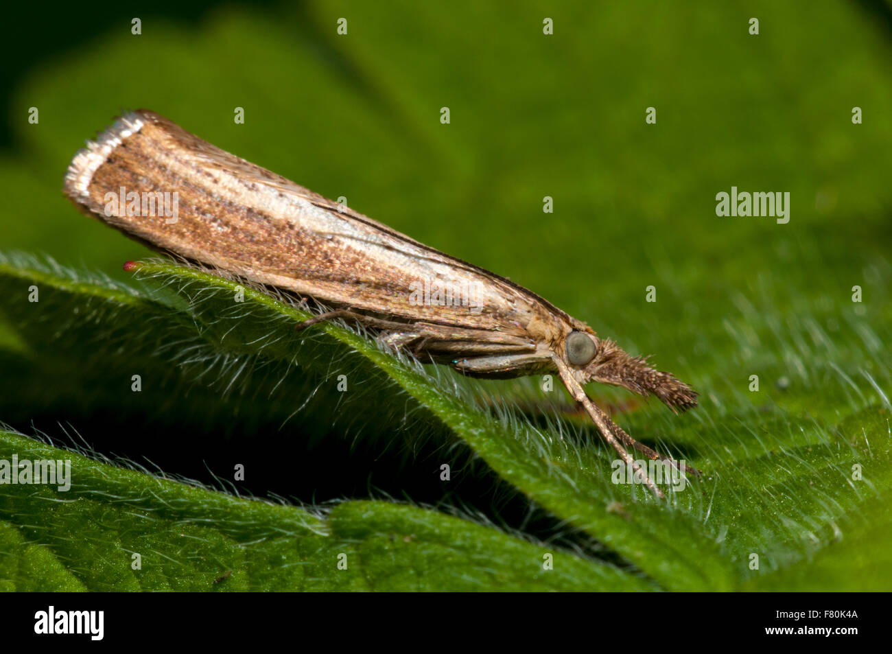 Grass moth (Agriphila tristella) adult perched on a leaf in a garden in Thirsk, North Yorkshire. August. Stock Photo