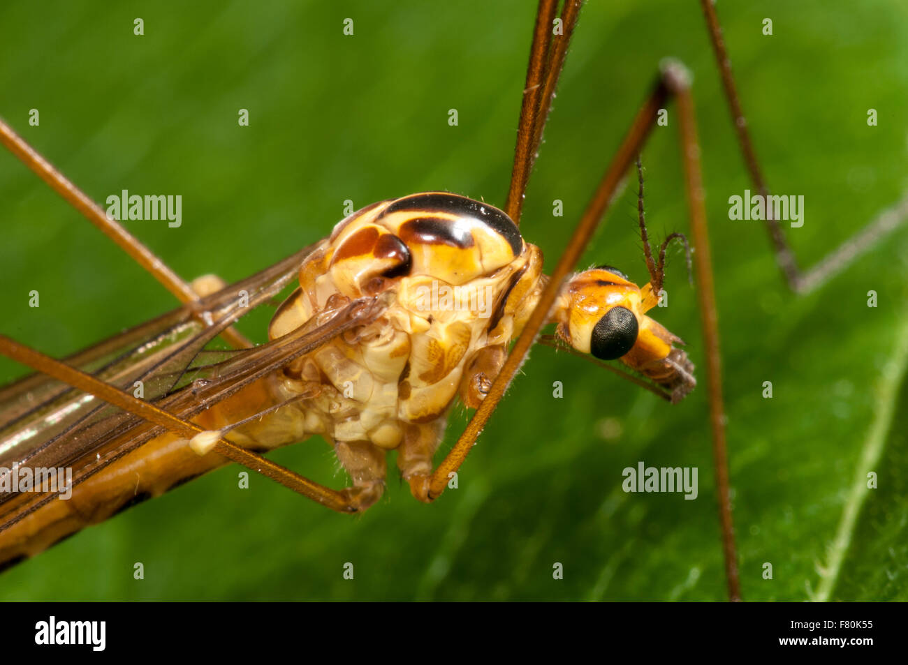 Close-up on the head of a spotted crane-fly (Nephrotoma appendiculata) adult perched on a leaf in a garden in Thirsk, North York Stock Photo
