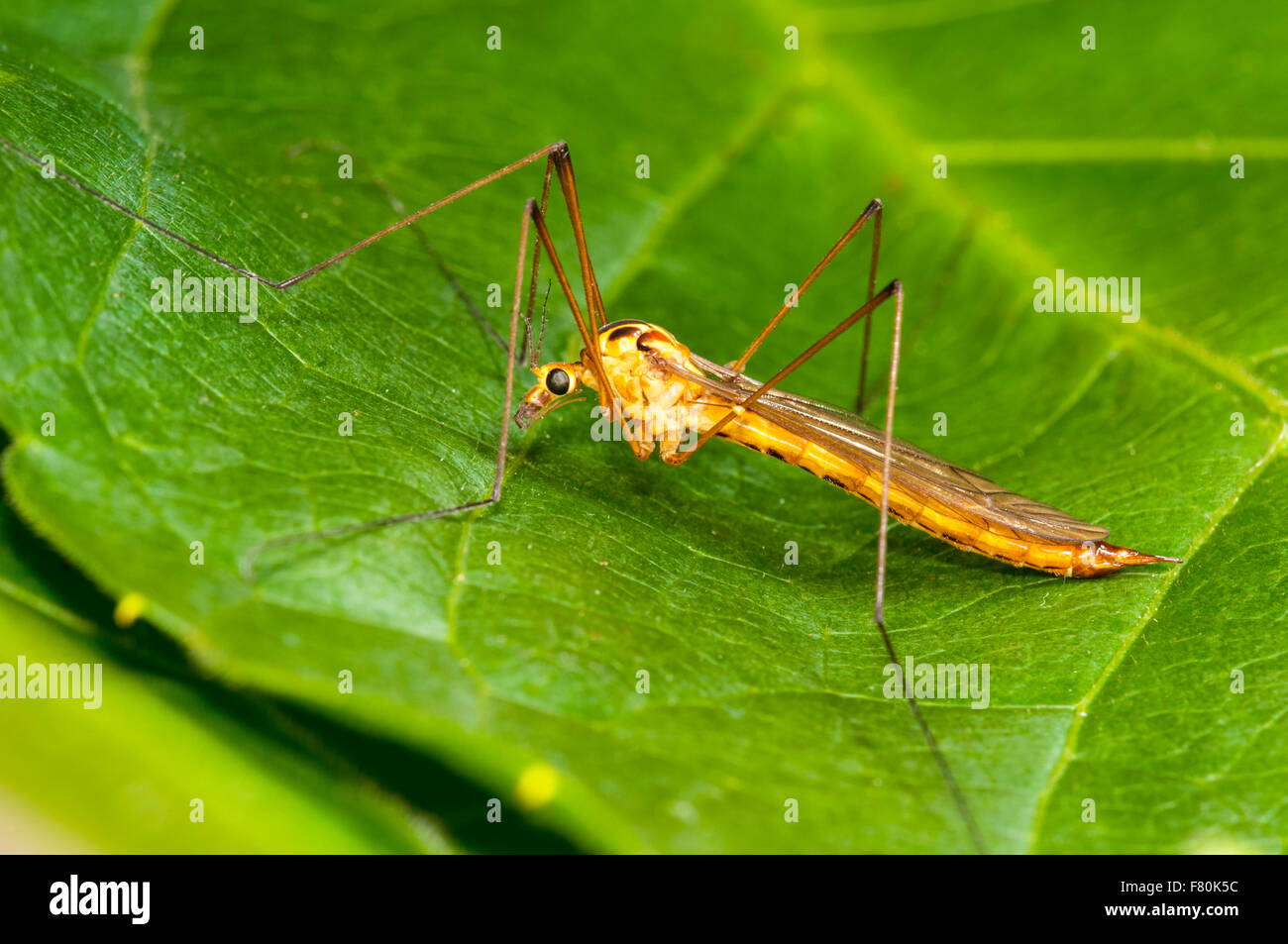 Spotted crane-fly (Nephrotoma appendiculata) adult perched on a leaf in a garden in Thirsk, North Yorkshire. August. Stock Photo