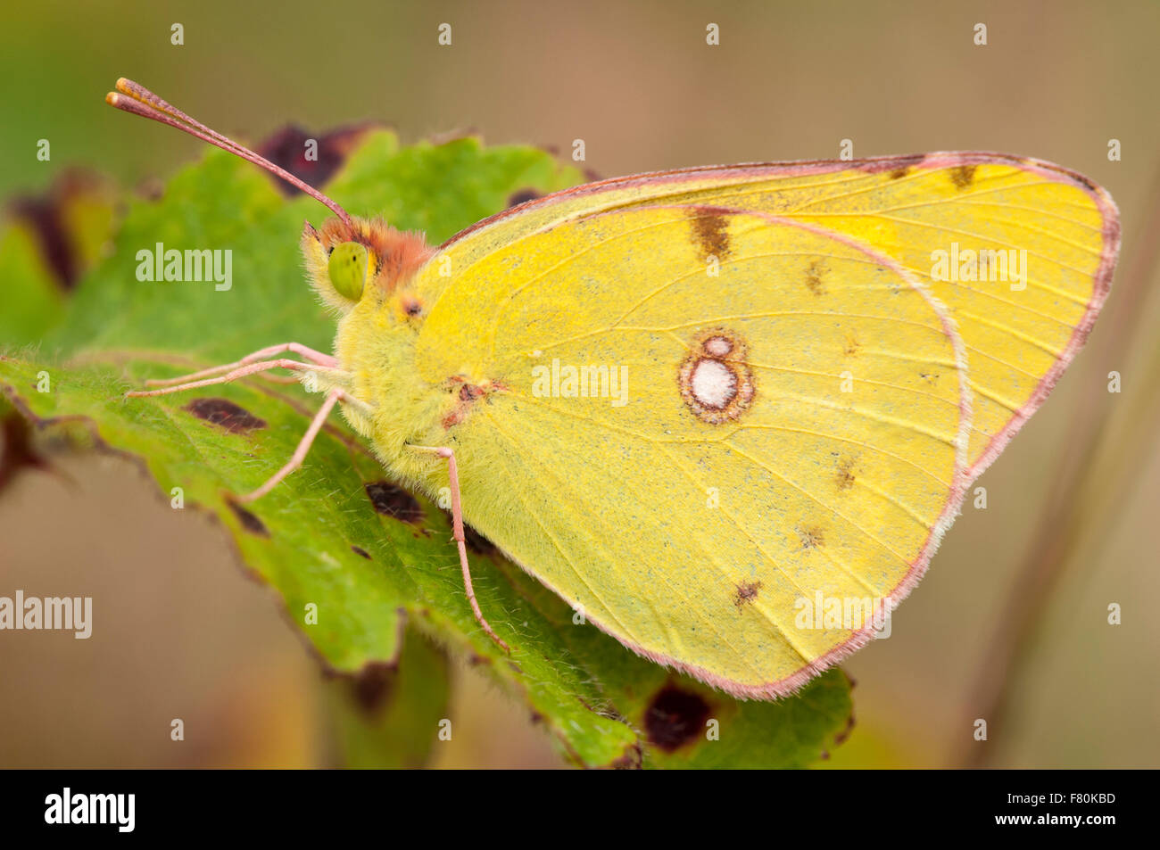 Clouded yellow butterfly (Colias croceus) adult perched on a leaf at Canvey Wick on Canvey Island, Essex. August. Stock Photo
