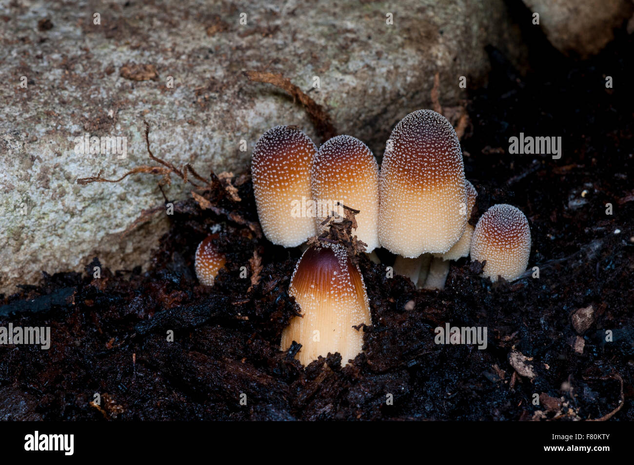 A small troop of glistening inkcaps (Coprinellus micaceus) growing on Ingleborough in the Yorkshire Dales National Park, North Y Stock Photo