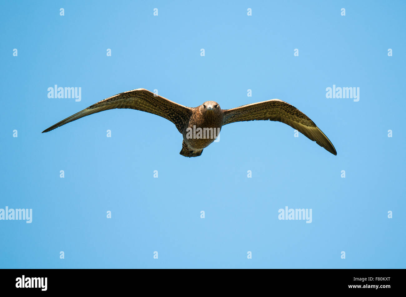 Great skua (Catharacta skua) adult in flight over the island of Handa, Sutherland, Scotland. August. Stock Photo