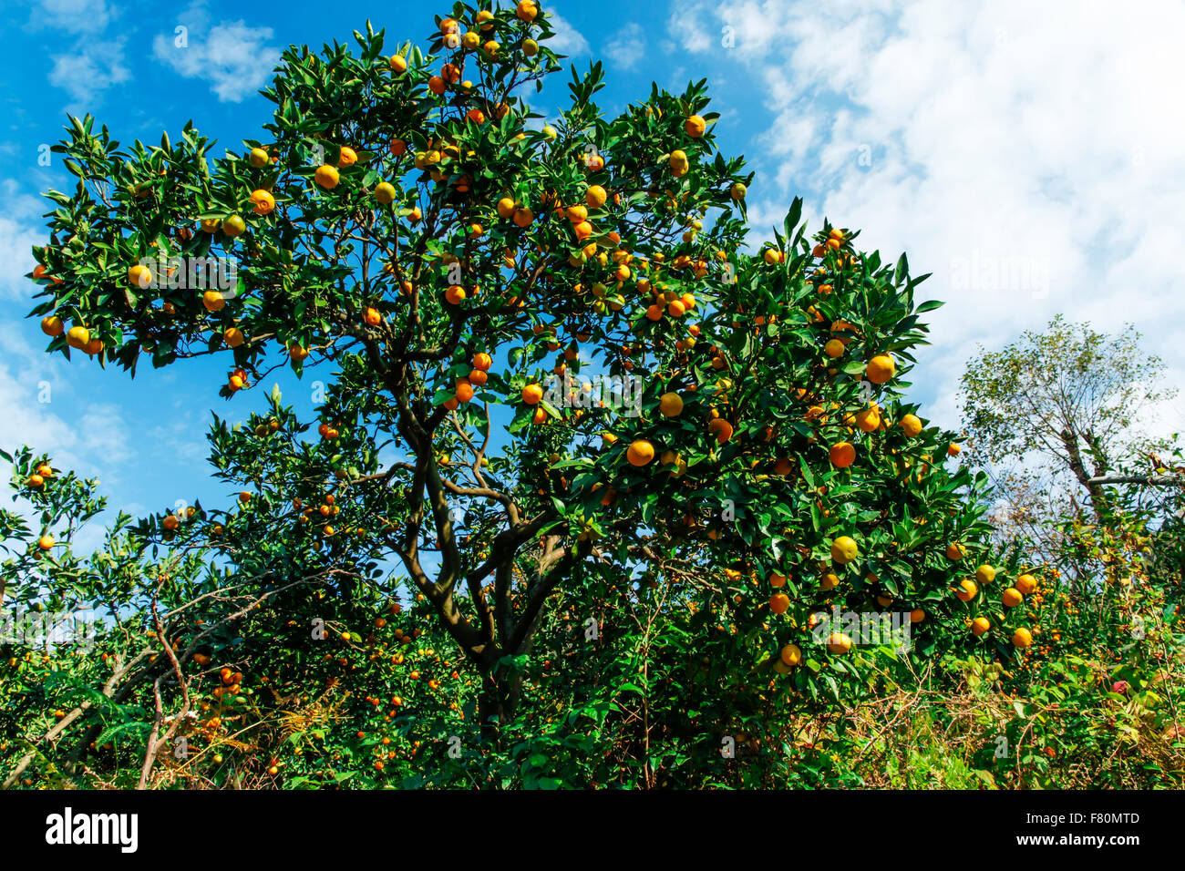 trees with fruits mandarin outdoors yellow Stock Photo Alamy