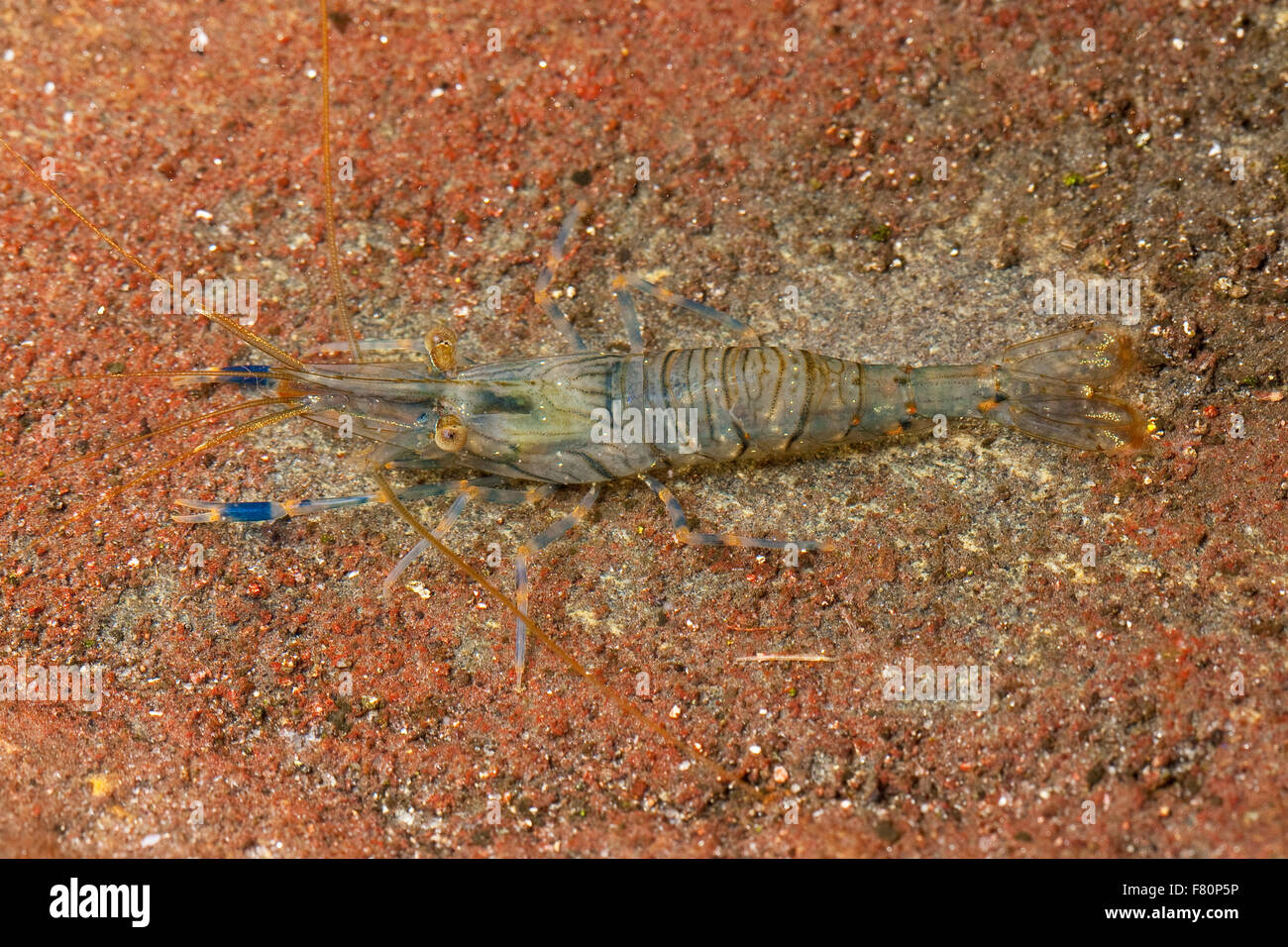 European rock shrimp, rockpool prawn, Kleine Felsengarnele, Hübsche Felsgarnele, Steingarnele, Garnele, Palaemon elegans Stock Photo