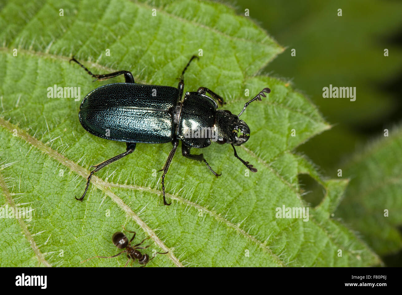 Blue Stag Beetle, Kleiner Rehschröter, Schröter, Platycerus caraboides, Systenocerus cribatus, Platycerus  cribatus, Lucanidae Stock Photo