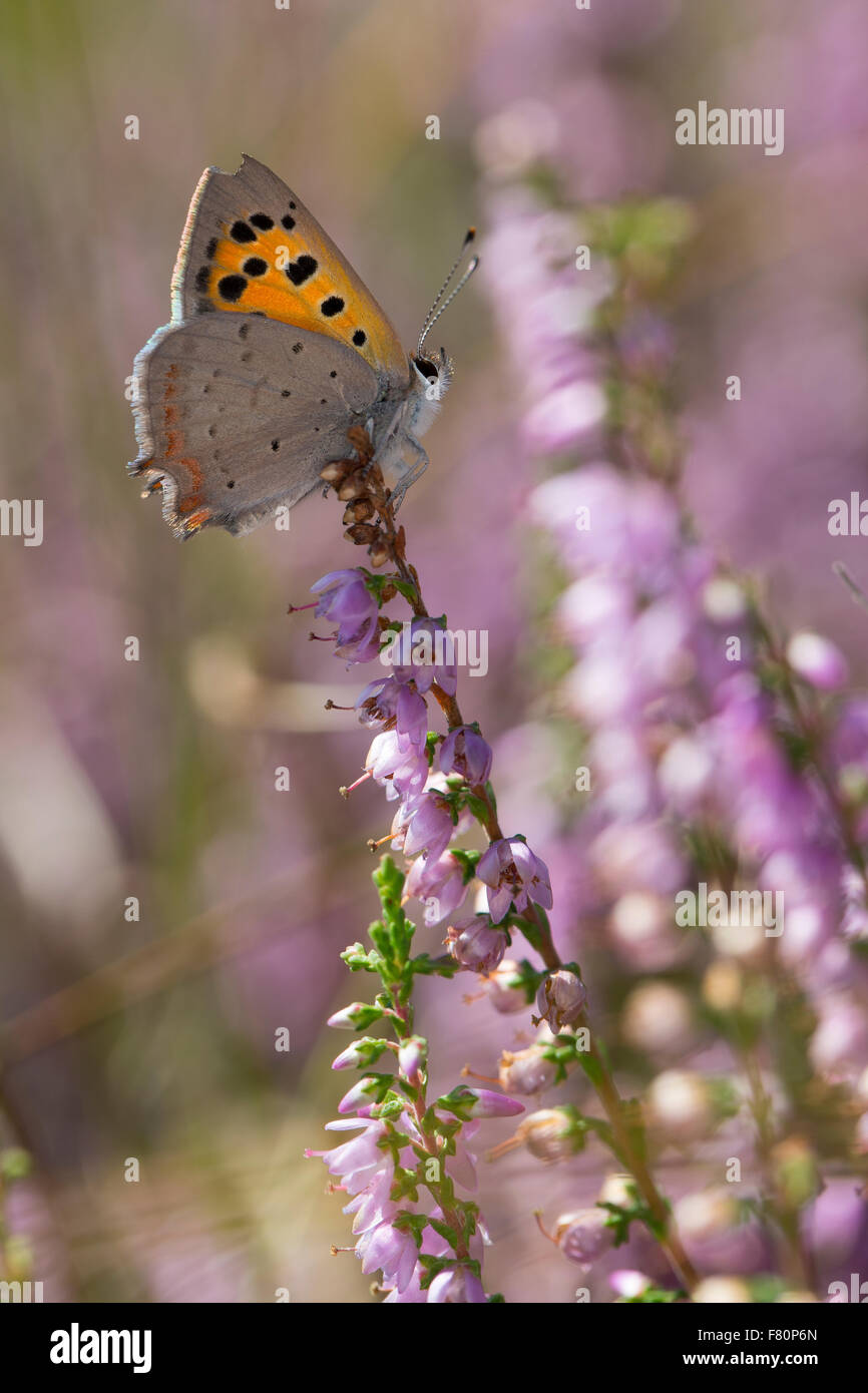 Small copper, visiting a flower, Kleiner Feuerfalter, Blütenbesuch, Nektarsuche, Lycaena phlaeas, Chrysophanus phlaeas Stock Photo