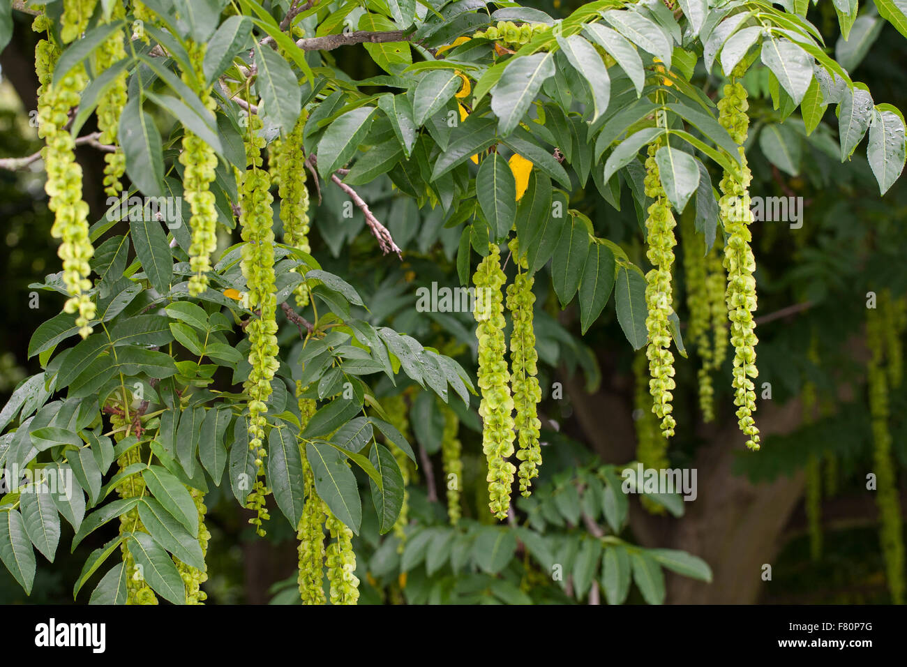 Caucasian wingnut, Caucasian walnut, Kaukasische Flügelnuss, Kaukasische Flügelnuß, Pterocarya fraxinifolia Stock Photo