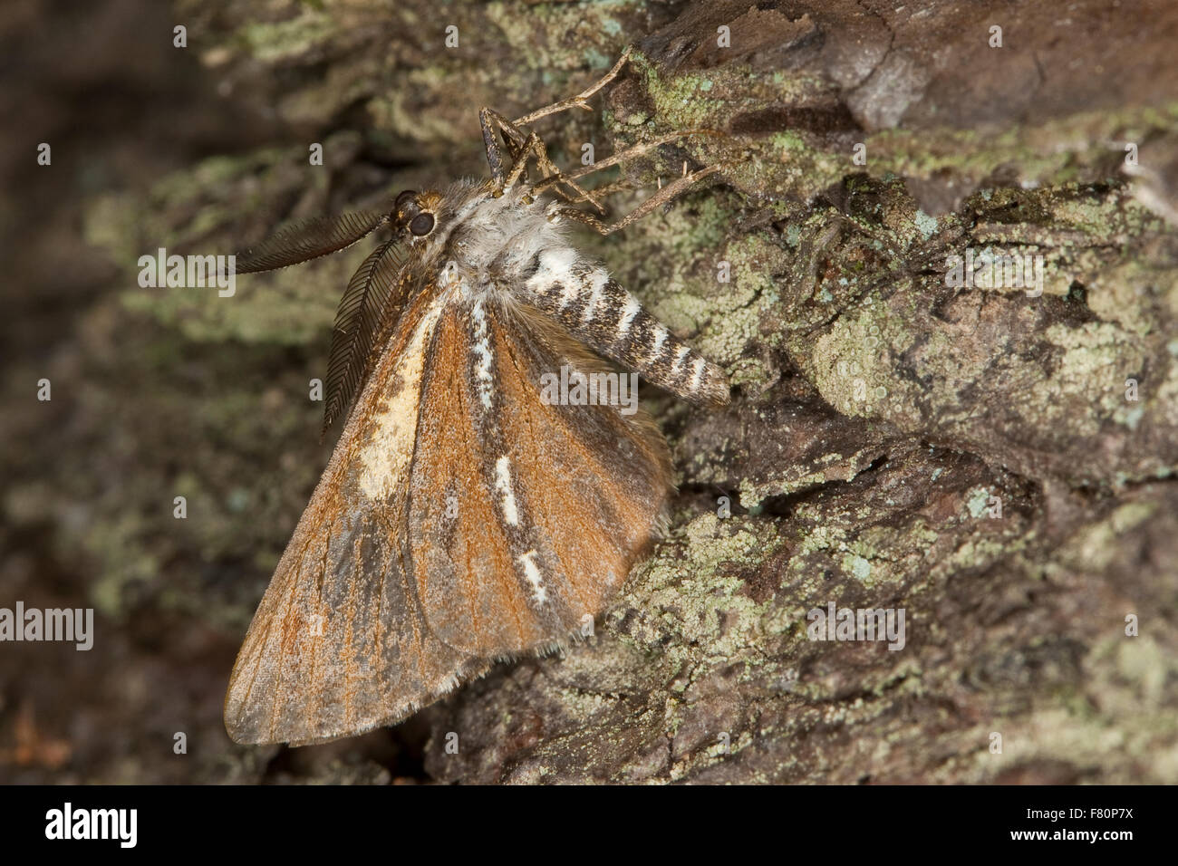 Pine moth, pine looper moth, bordered white beauty, Kiefernspanner, Kiefern-Spanner, Bupalus piniaria, Bupalus piniarius Stock Photo