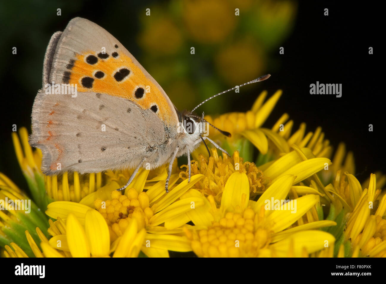 Small copper, visiting a flower, Kleiner Feuerfalter, Blütenbesuch, Nektarsuche, Lycaena phlaeas, Chrysophanus phlaeas Stock Photo