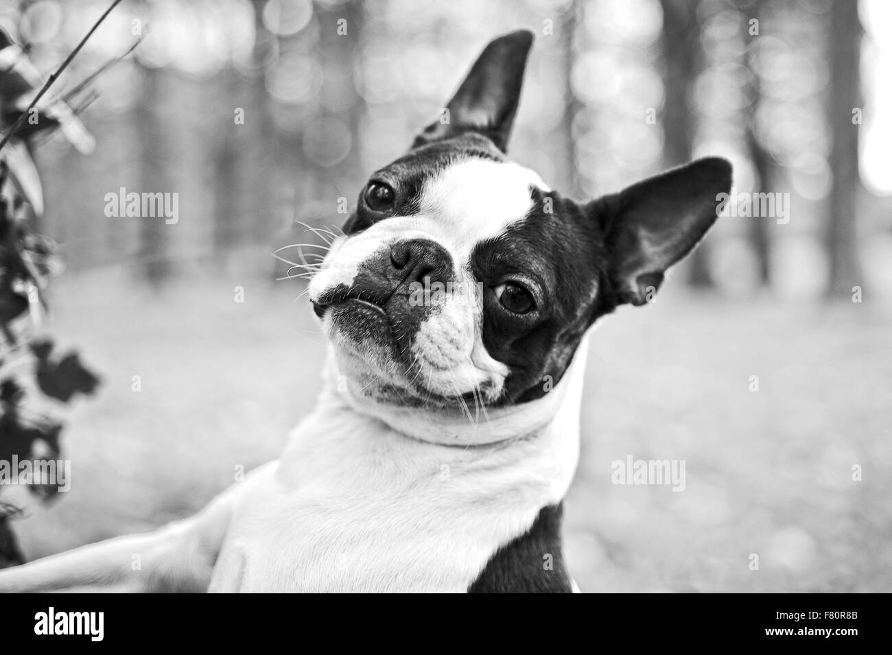 Meadow with dog Black and White Stock Photos & Images - Alamy