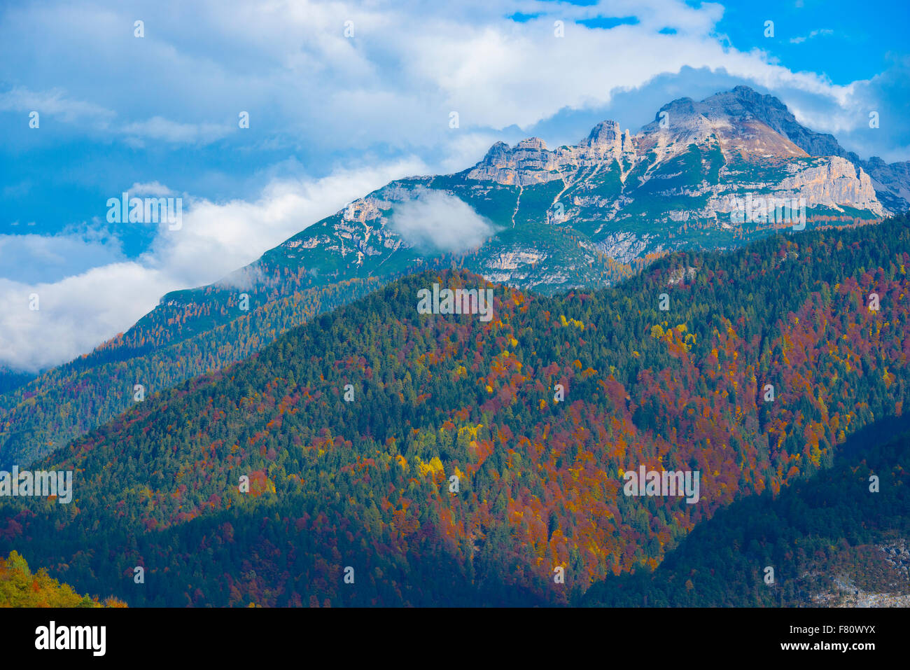 Larch tree forest in the Dolomites, Dolomiti D'Ampezzo National Park, Italy,  Italian Alps Stock Photo
