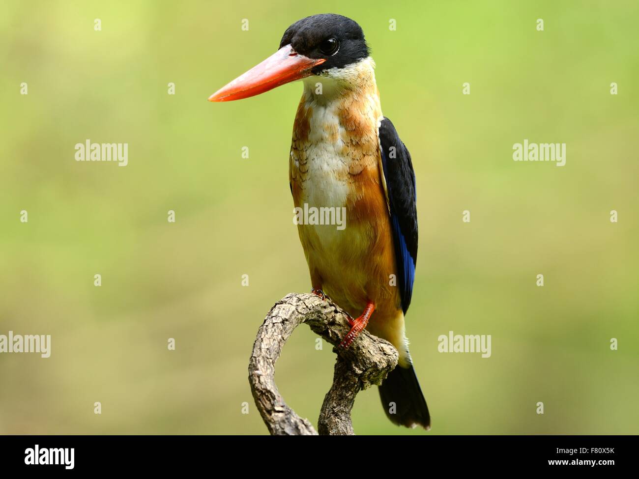 beautiful Black-capped Kingfisher (Halcyon pileata) possing on branch ...