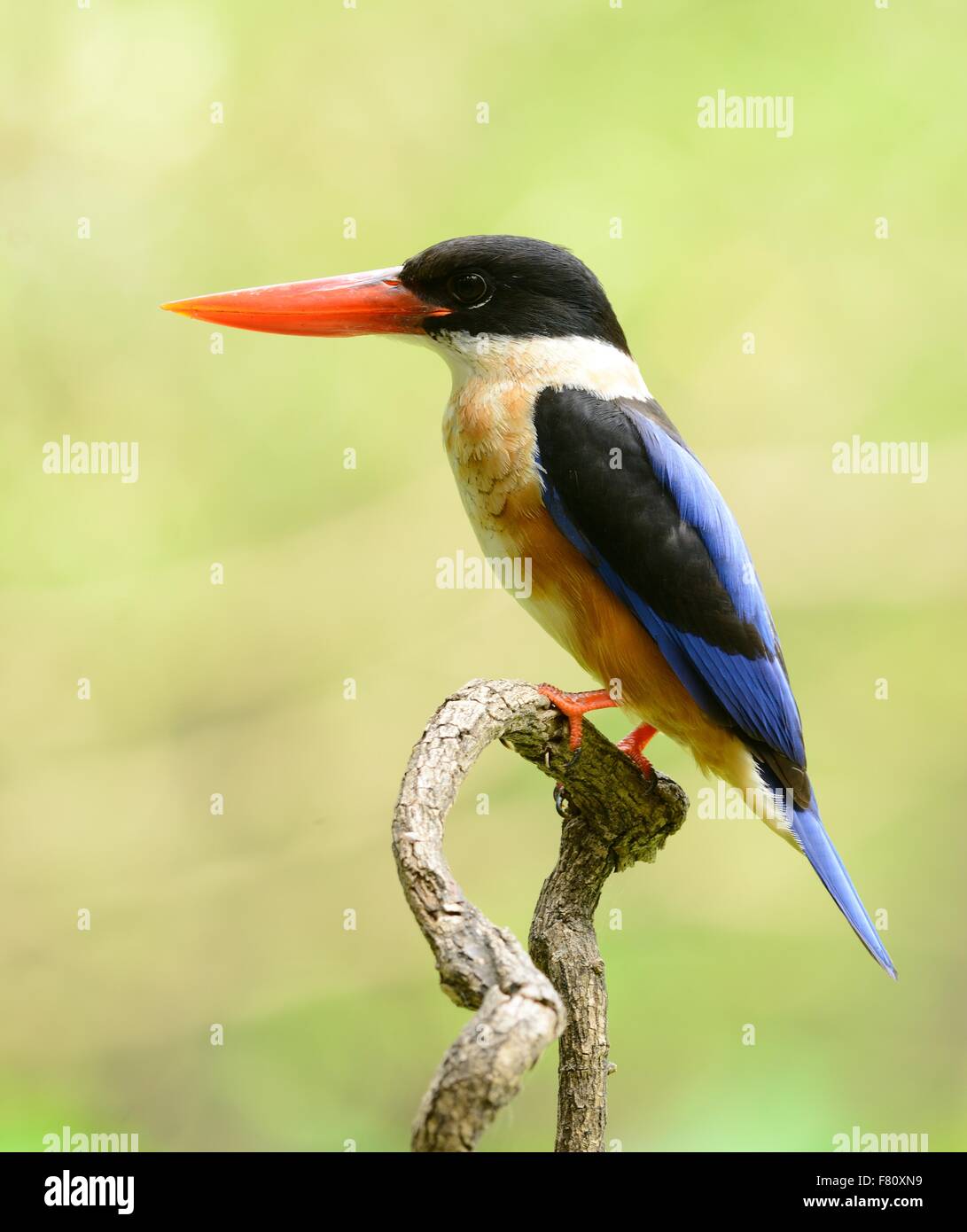 beautiful Black-capped Kingfisher (Halcyon pileata) possing on branch ...