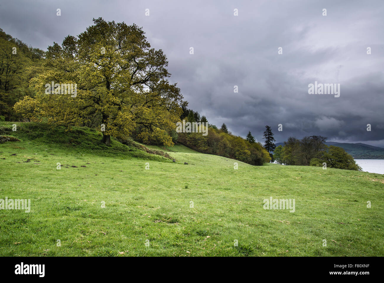 Stormy sky over trees in landscape Stock Photo - Alamy