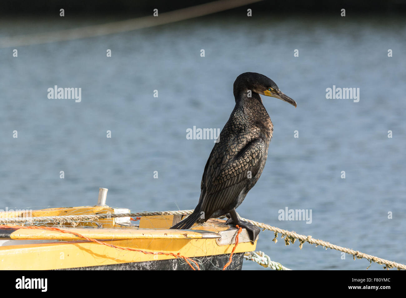 Mousehole, Cornwall, UK. 4th December 2015. UK Weather. A cormorant drying out in the sunshine on a boat in Mousehole harbour. Credit:  Simon Yates/Alamy Live News Stock Photo