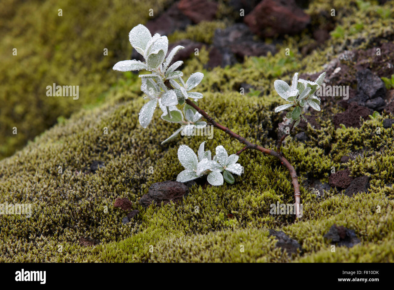 Plants covered with frost in volcanic ground of Iceland Stock Photo - Alamy