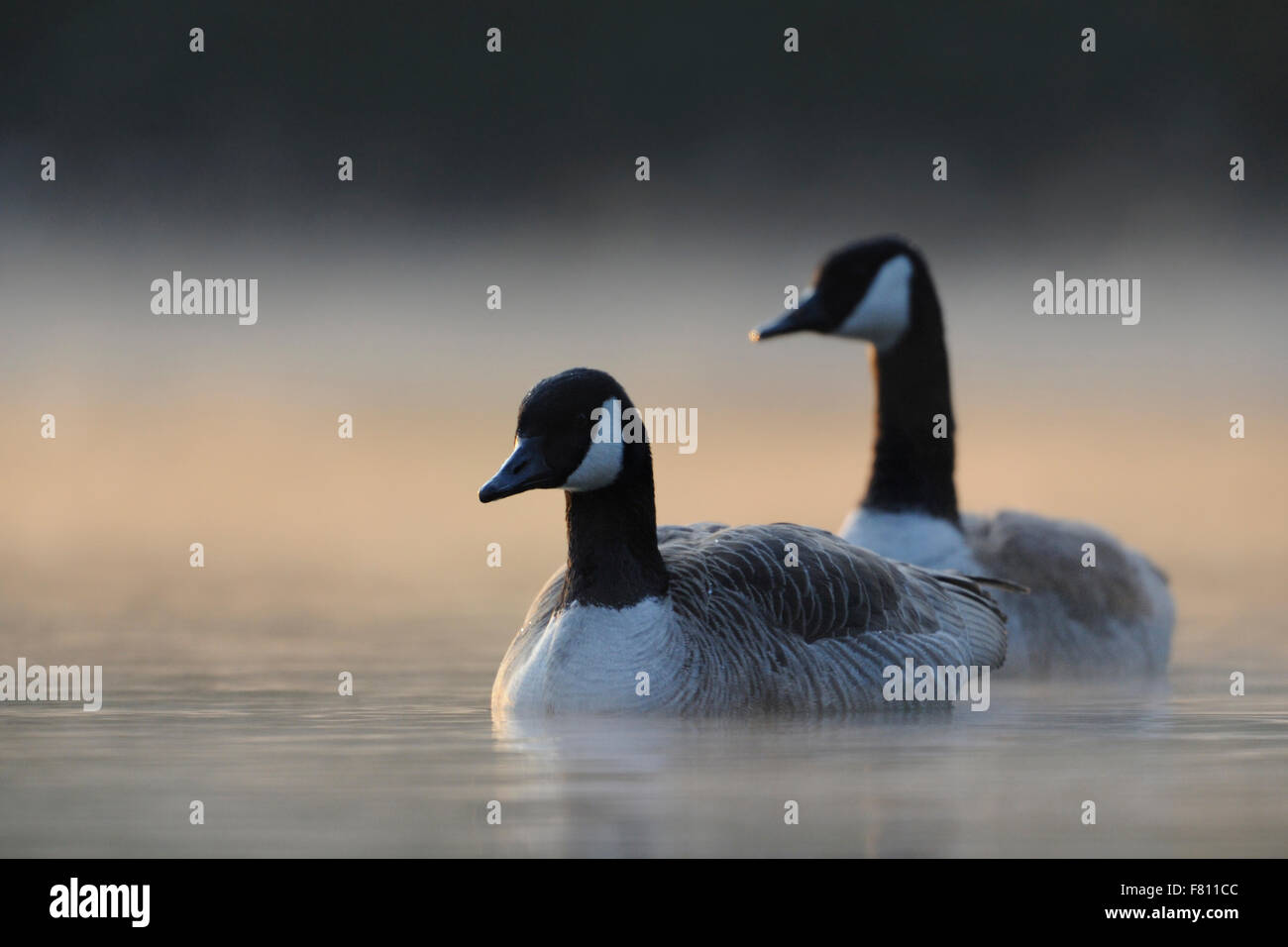 A pair of Canada Geese / Kandagans ( Branta canadensis ) swimming closer in early morning mist, while sun comes through. Stock Photo