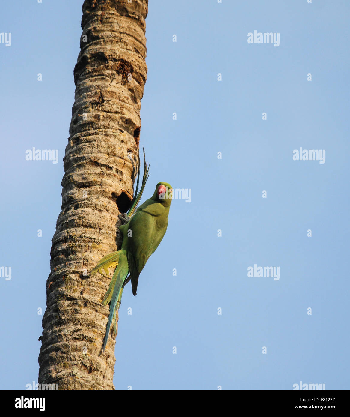 Green parrot (Ringnecked Parakeet) Stock Photo