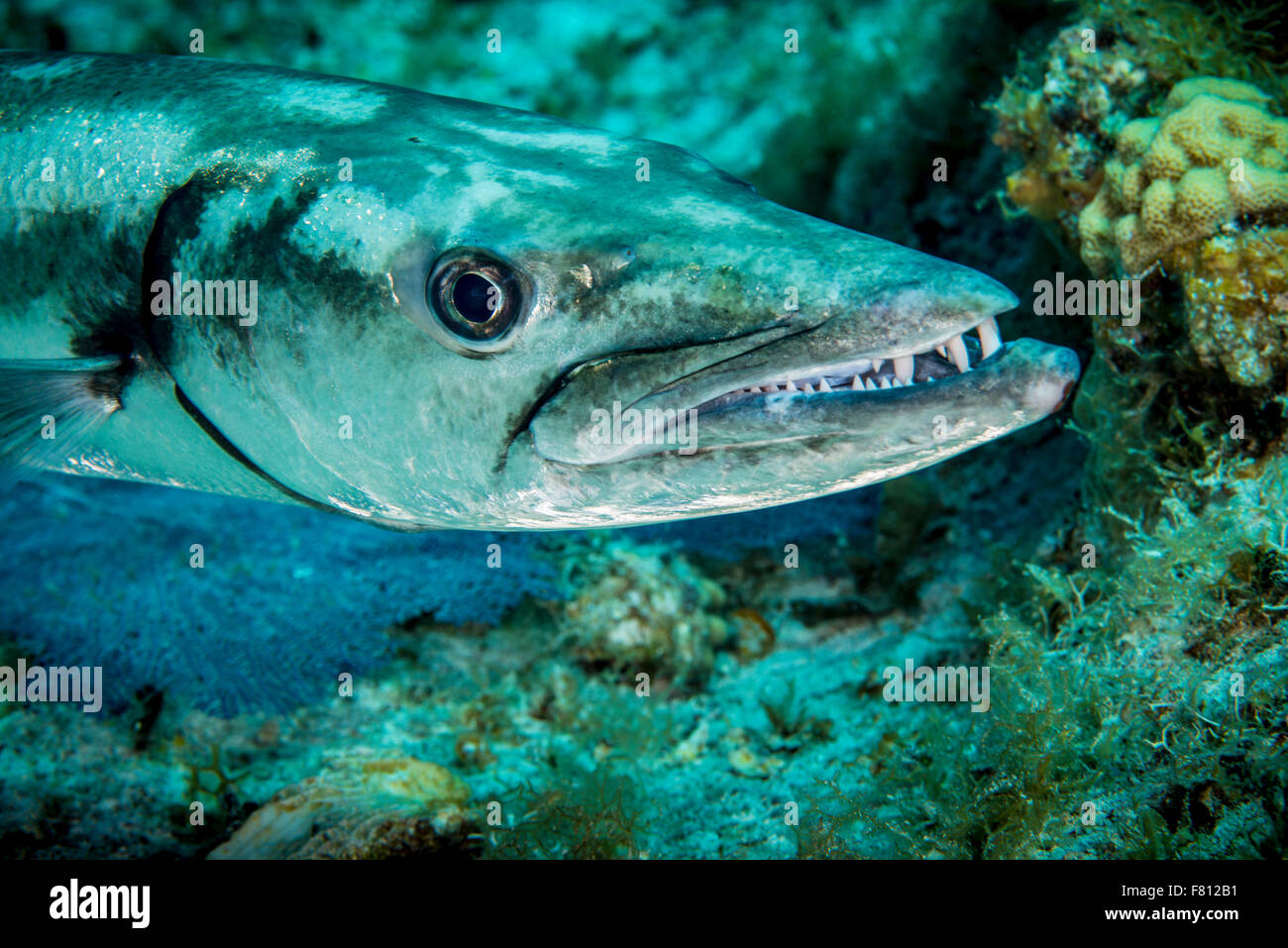 Great Barracuda underwater at Little Cayman Stock Photo