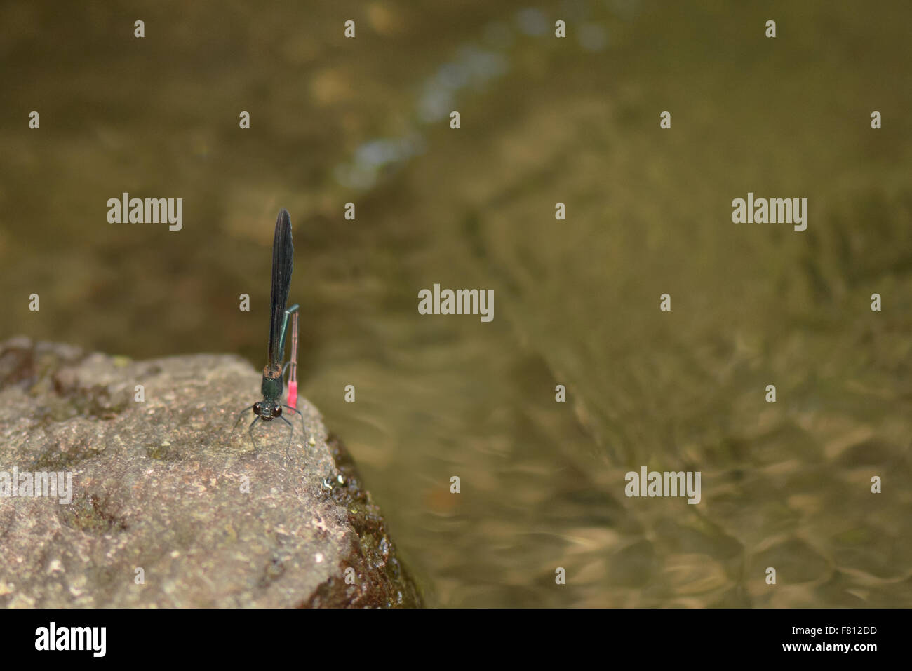 A black and red Dragonfly resting on a rock in the river Stock Photo ...