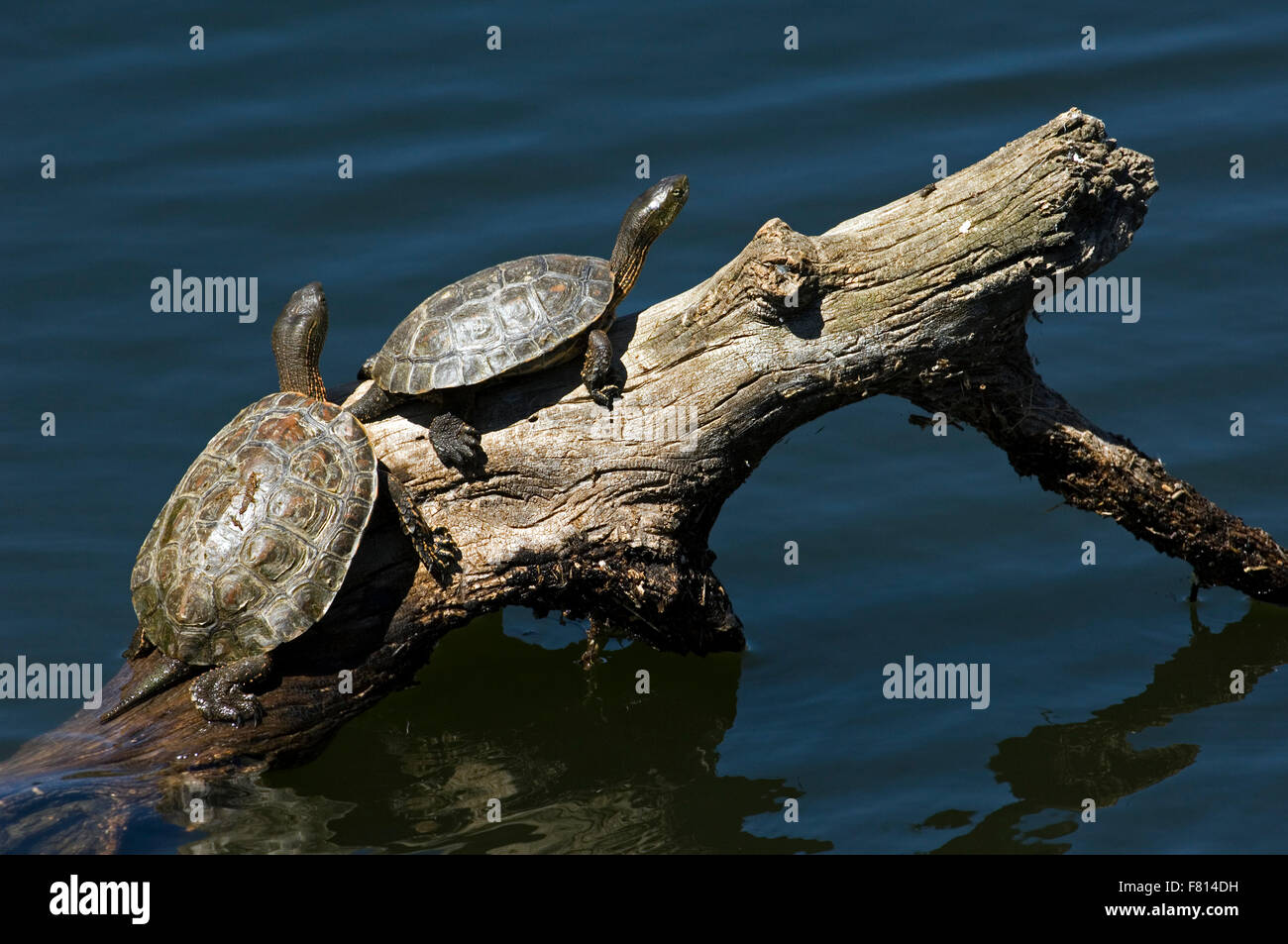 Spanish pond turtle / Mediterranean turtle / Spanish terrapin (Mauremys leprosa) couple basking on log in lake, Spain Stock Photo
