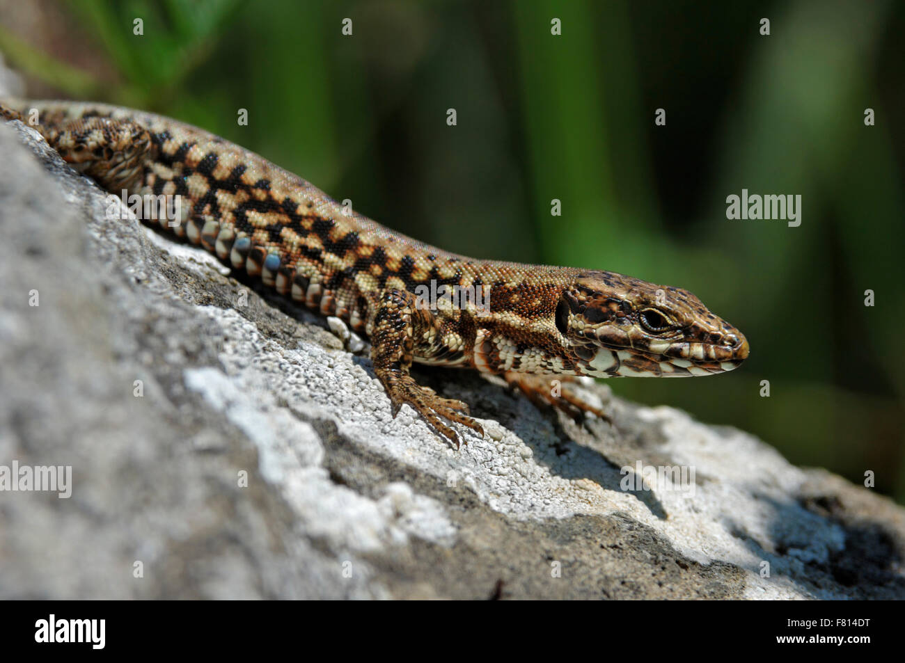 Common wall lizard / European wall lizard (Podarcis muralis) male ...