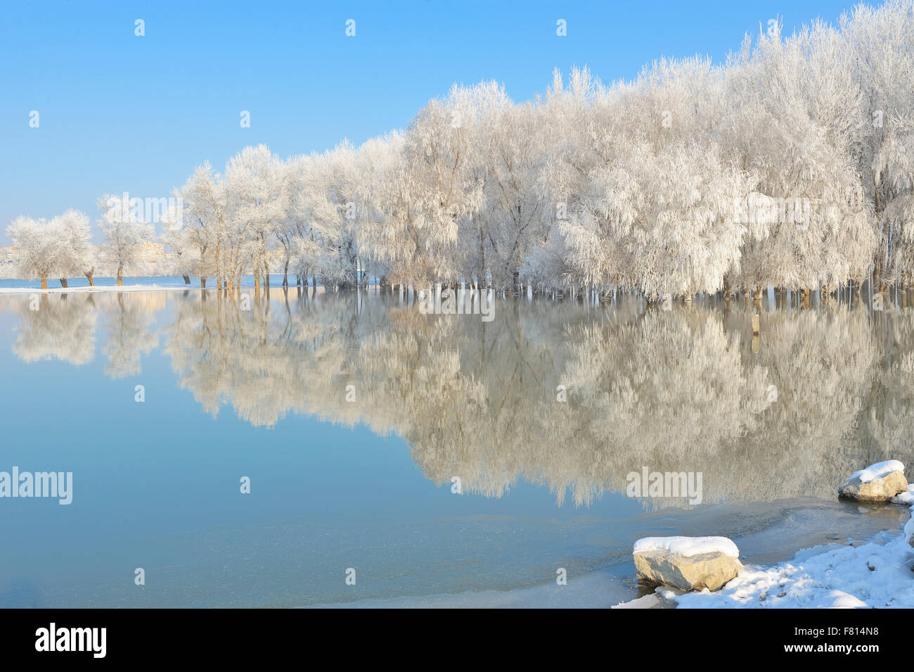 Frosty winter trees with reflection in water Stock Photo