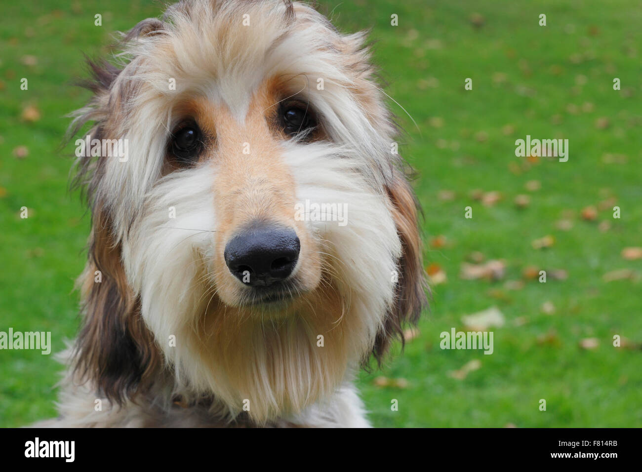 Afghan Hound Stock Photos Afghan Hound Stock Images Alamy