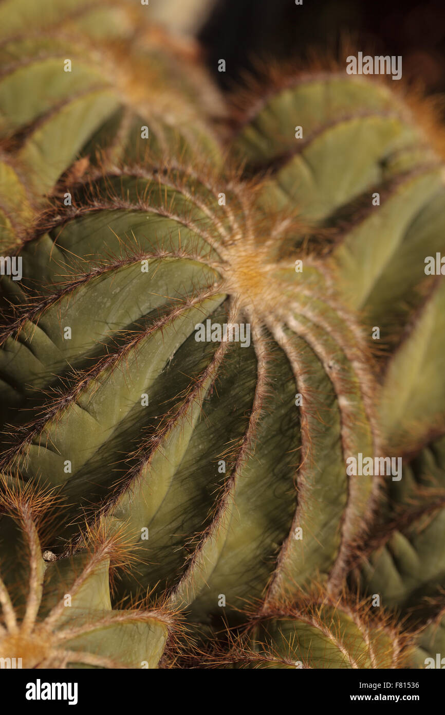 Large, round Notocactus magnificus background in the desert Stock Photo