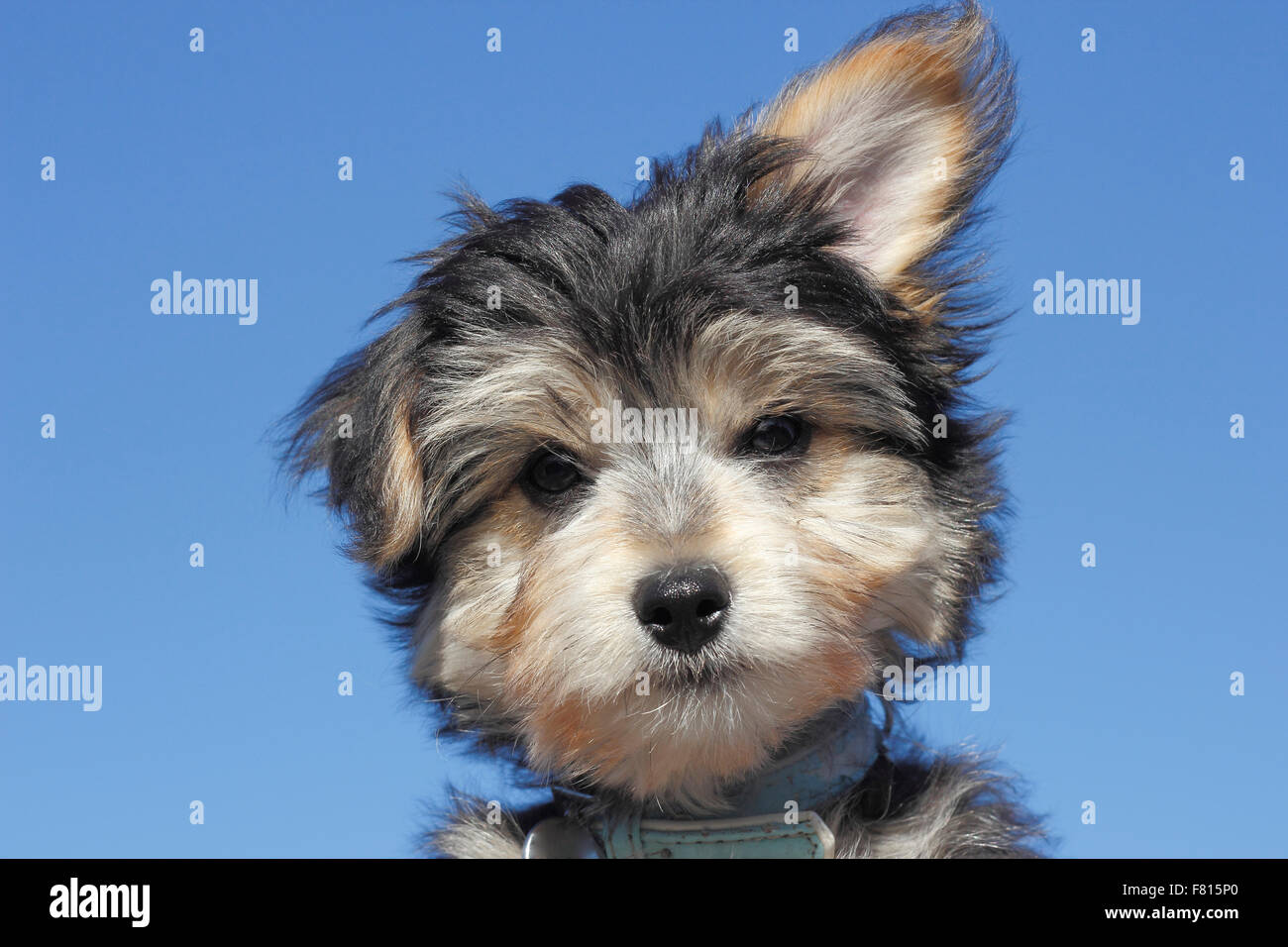 yorkie mixedbreed, puppy Stock Photo Alamy