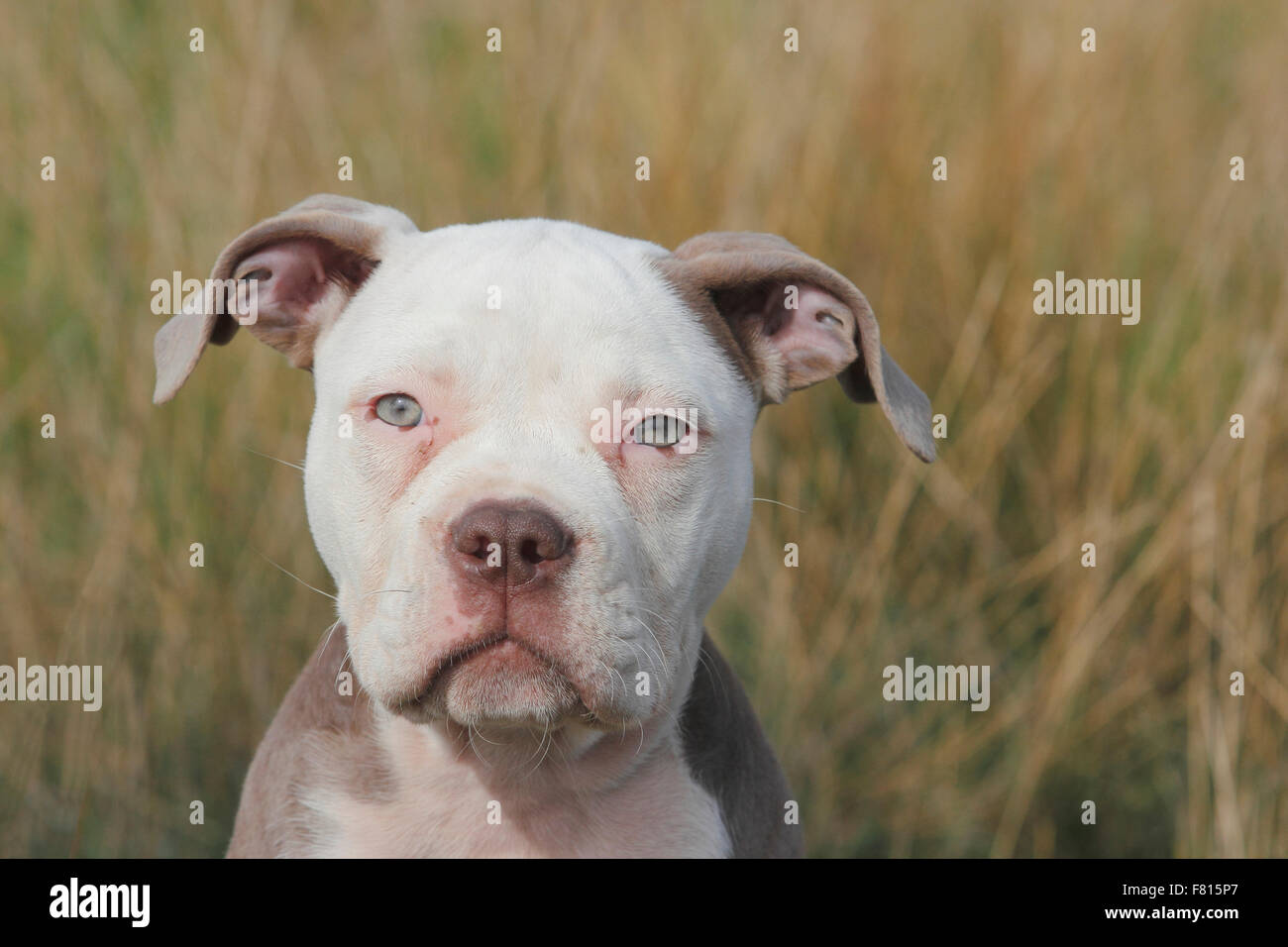 old english bulldog, puppy, 12 weeks old Stock Photo Alamy