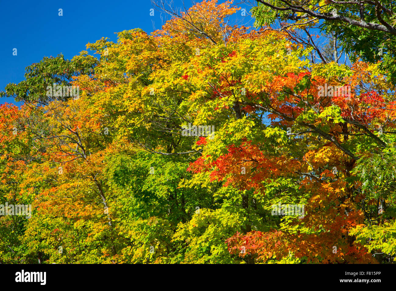 Oak at Copper Harbor Overlook, Brockway Mountain Drive, Keweenaw