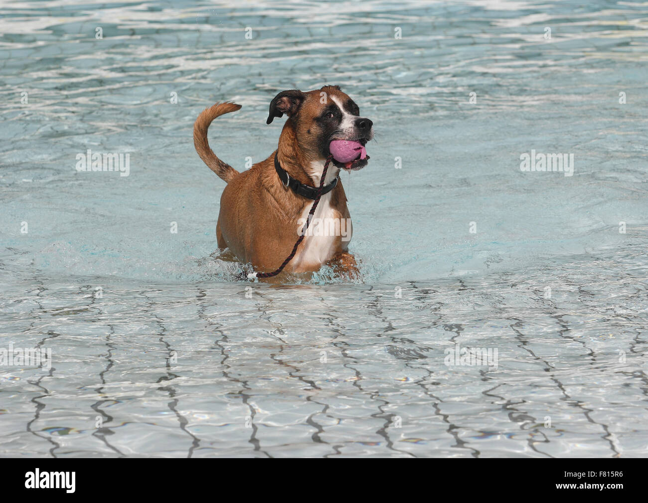 boxer mixedbreed at dog swimming Stock Photo Alamy