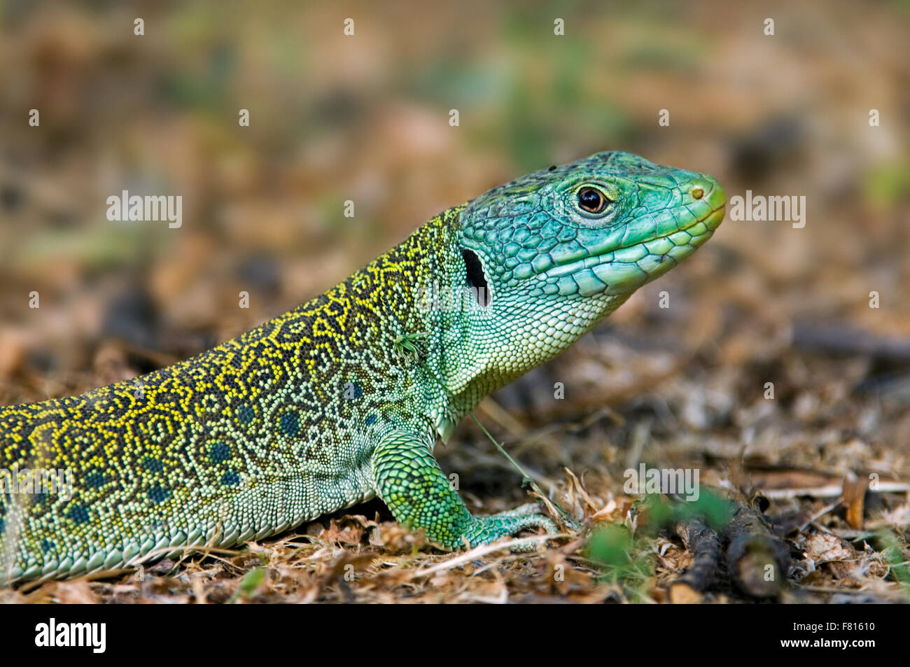 Ocellated lizard / eyed lizard / jeweled lacerta (Timon lepidus / Lacerta  lepida) close up portrait, Spain Stock Photo - Alamy