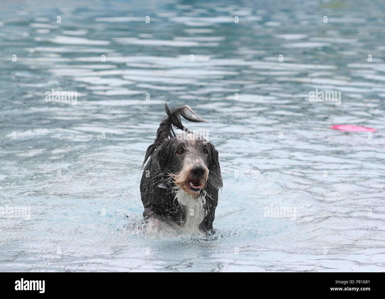 bearded collie at dog swimming Stock Photo