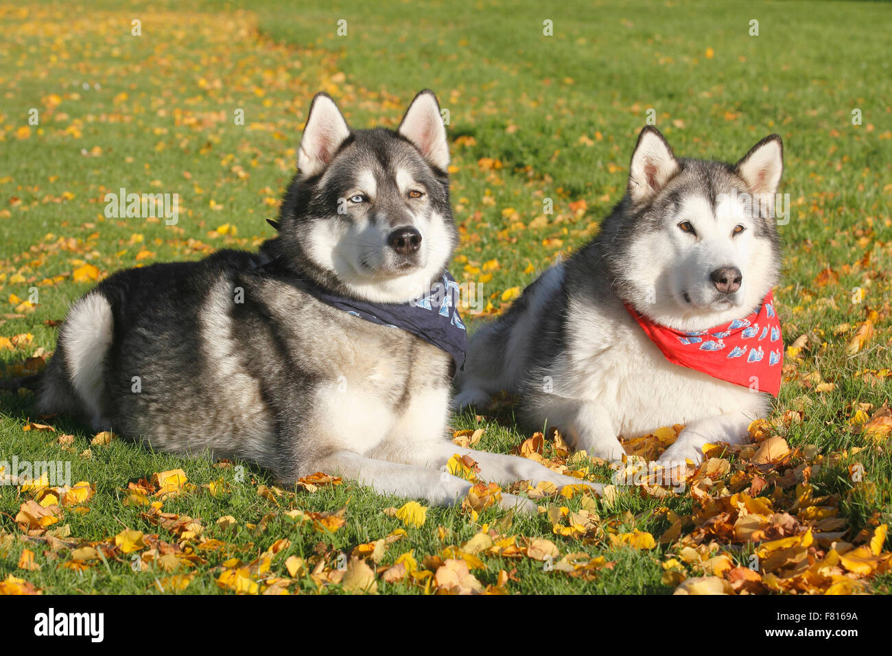 alaskan malamute and siberian husky malamute mixed-breed Stock Photo - Alamy