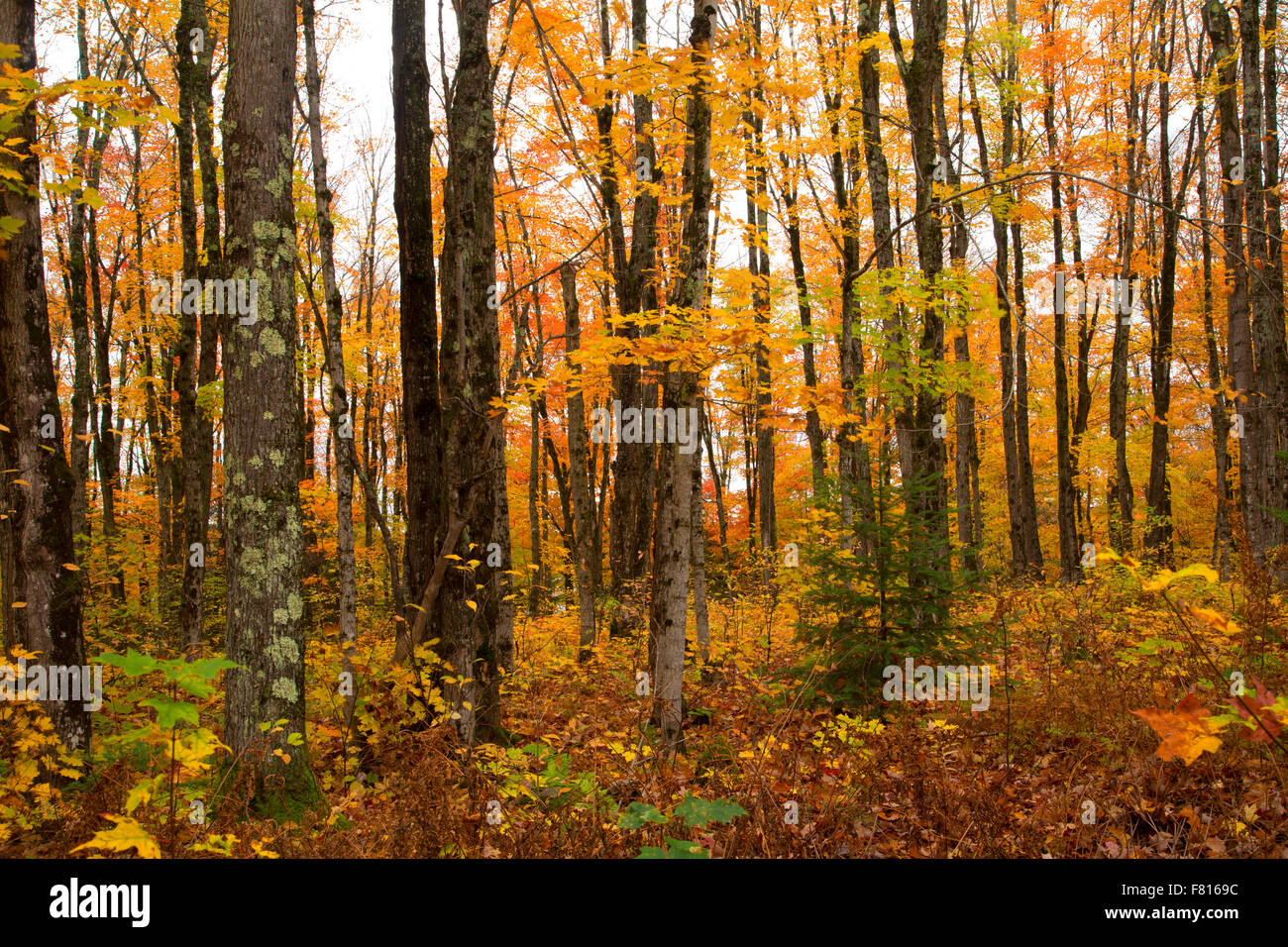 Sugar maple forest hires stock photography and images Alamy
