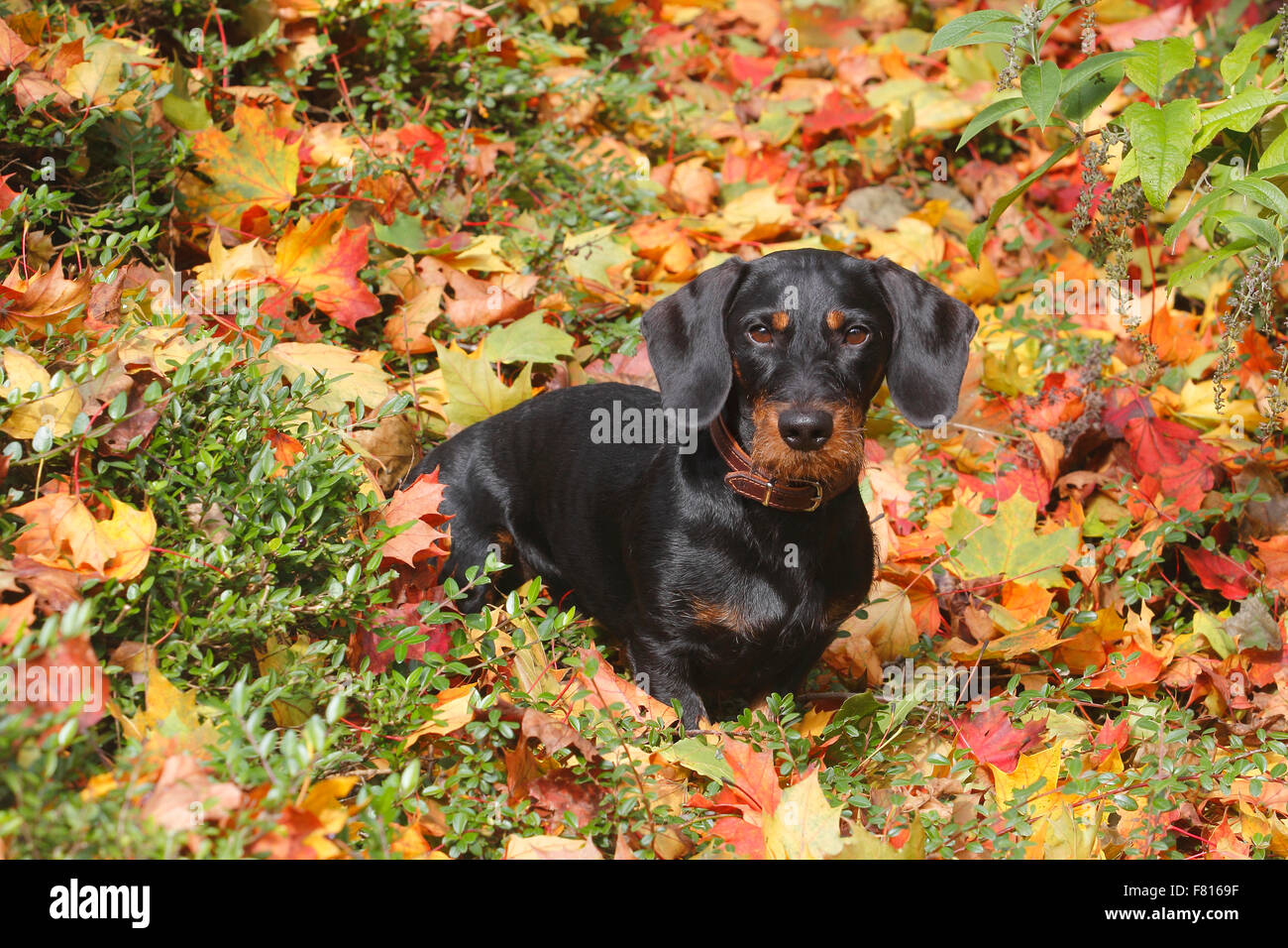 dachshund in autumn foliage Stock Photo