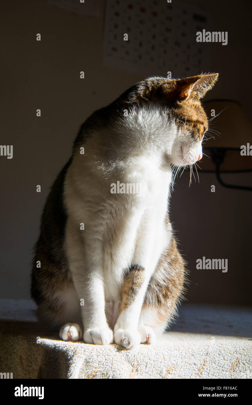 Tabby and white cat sitting, sunbathing Stock Photo - Alamy
