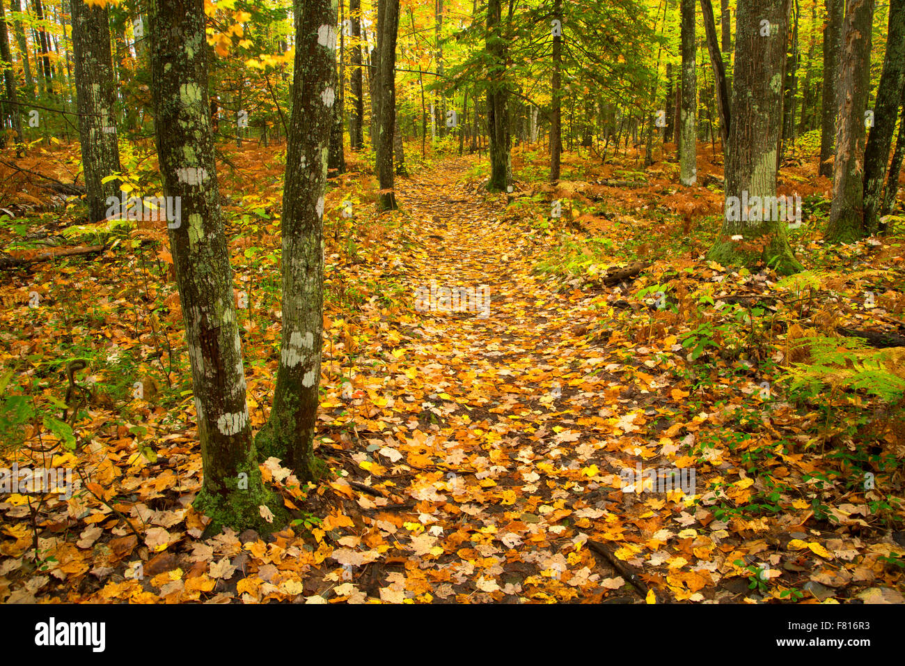 Sturgeon Falls Trail, Sturgeon River Wilderness, Sturgeon Wild