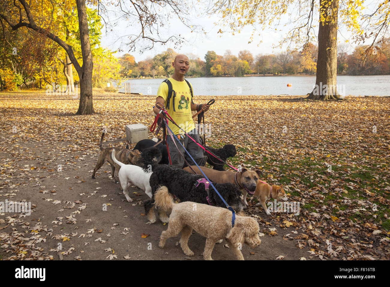 Dog walker hires stock photography and images Alamy