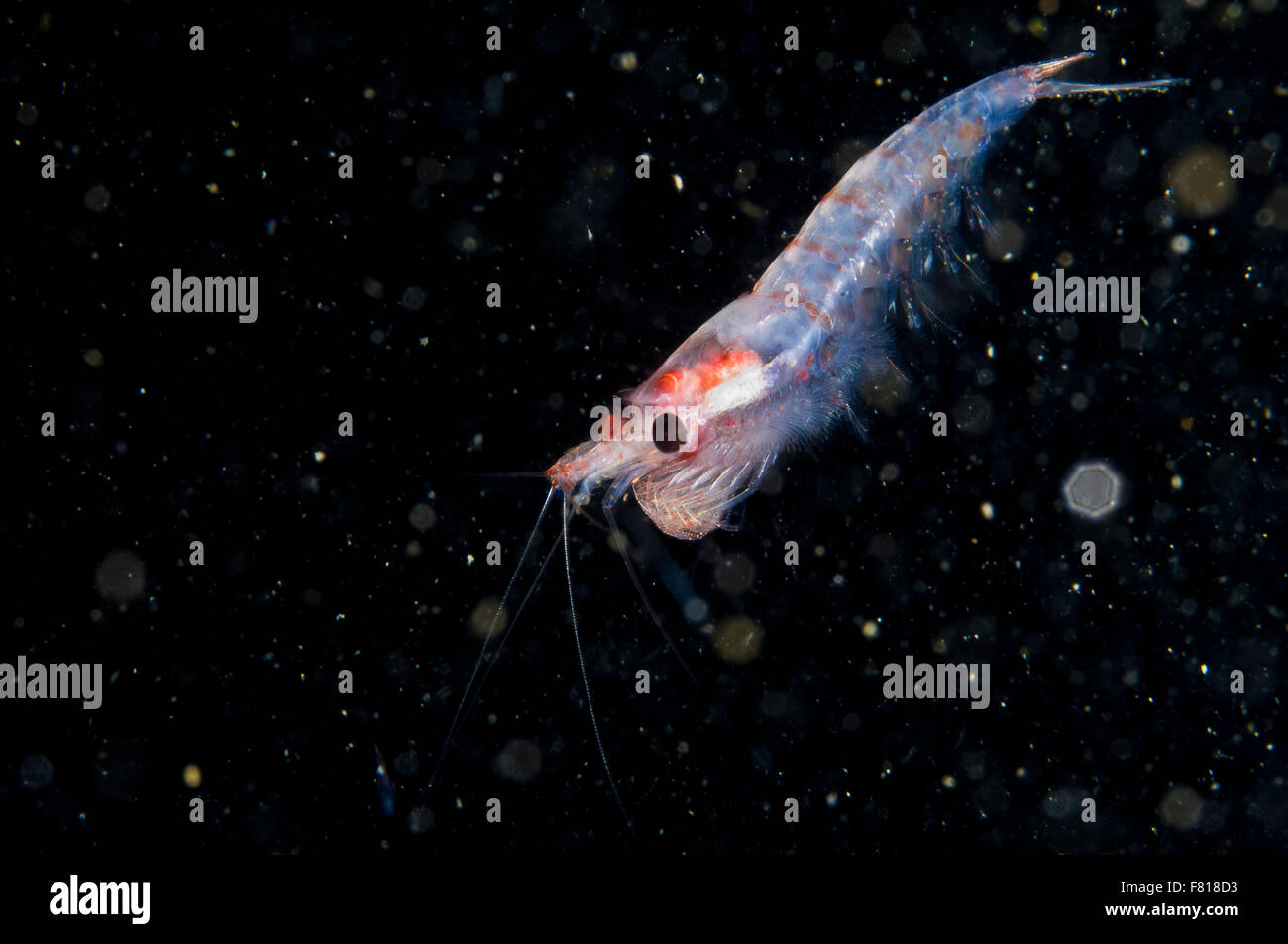 Krill drifting underwater in the St. Lawrence River in Canada Stock Photo