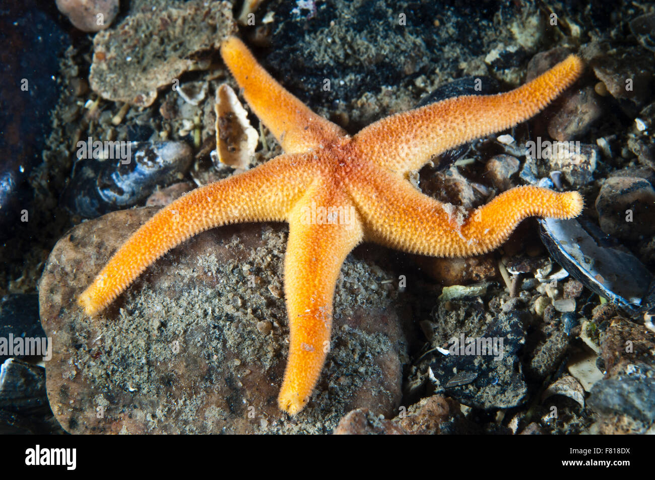 Blood Sea Star underwater in the St. Lawrence Estuary Stock Photo