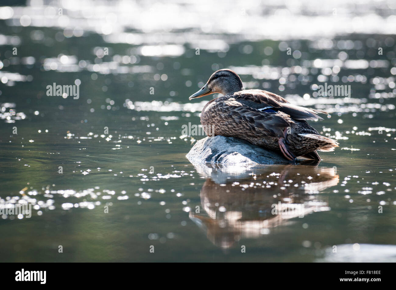 Mallard resting on the shores of the St.Lawrence River in Canada Stock Photo