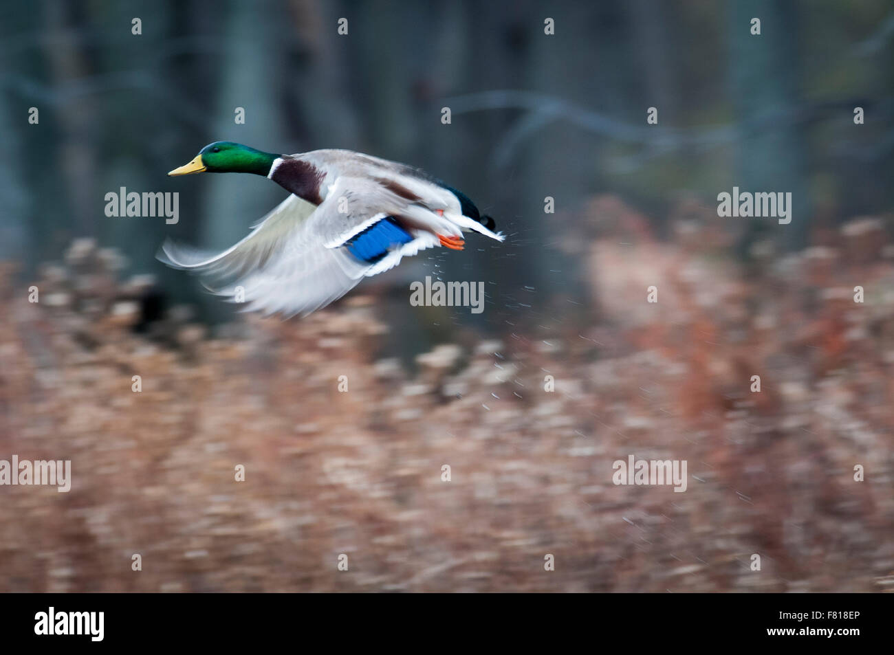 Mallard taking flight from a marsh at the Riviere-des-Mille-Iles Park in Canada Stock Photo