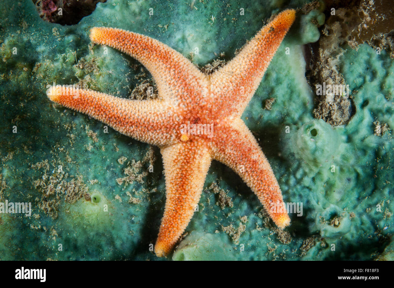 Blood Sea Star eating a Crumb of Bread Sponge in the St. Lawrence Estuary Stock Photo