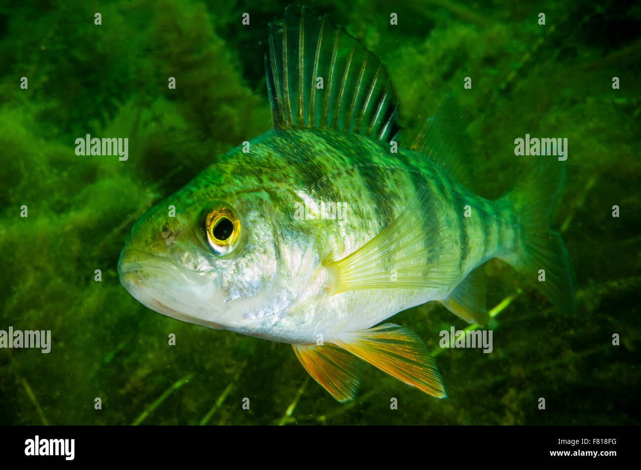 Yellow Perch swimming underwater in the St.Lawrence River Stock Photo